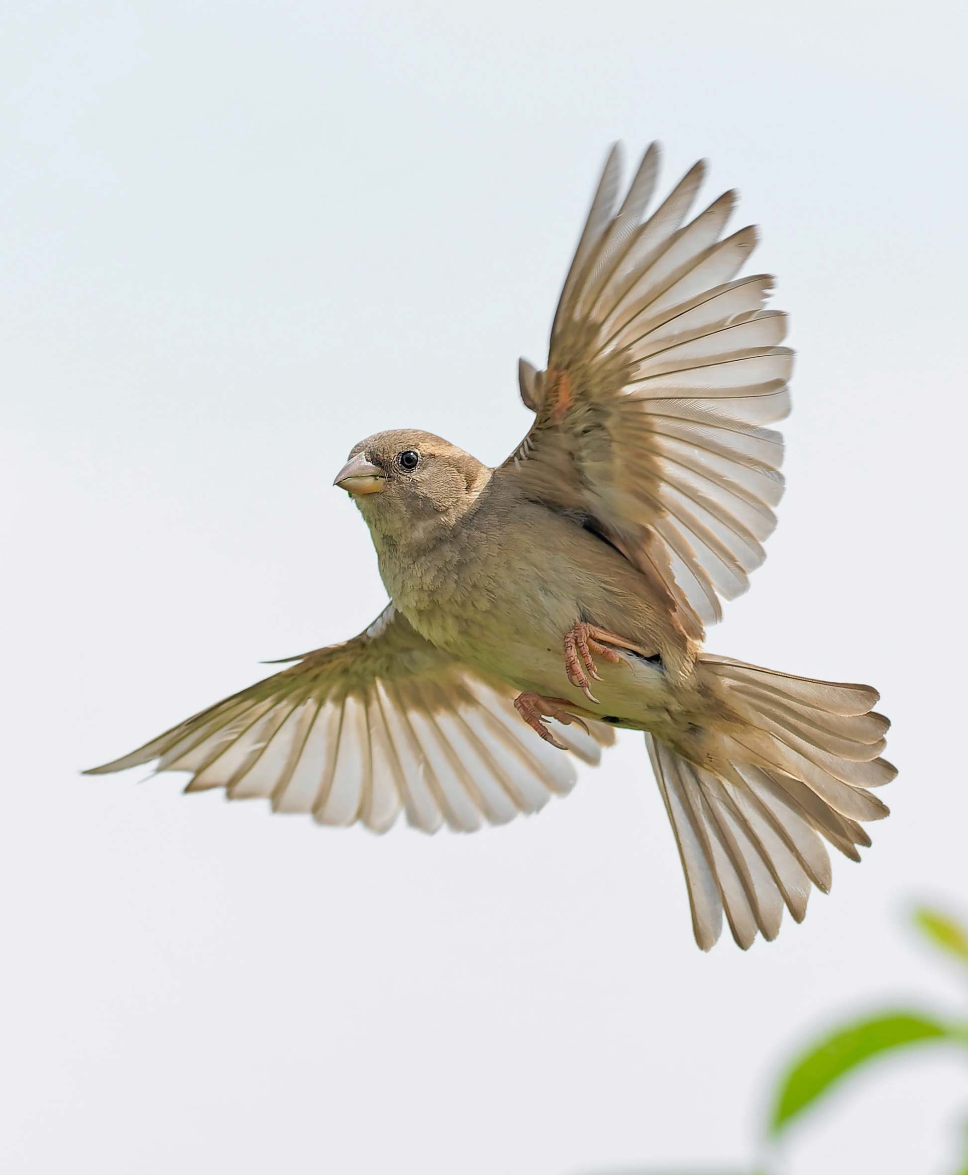 tan bird flying