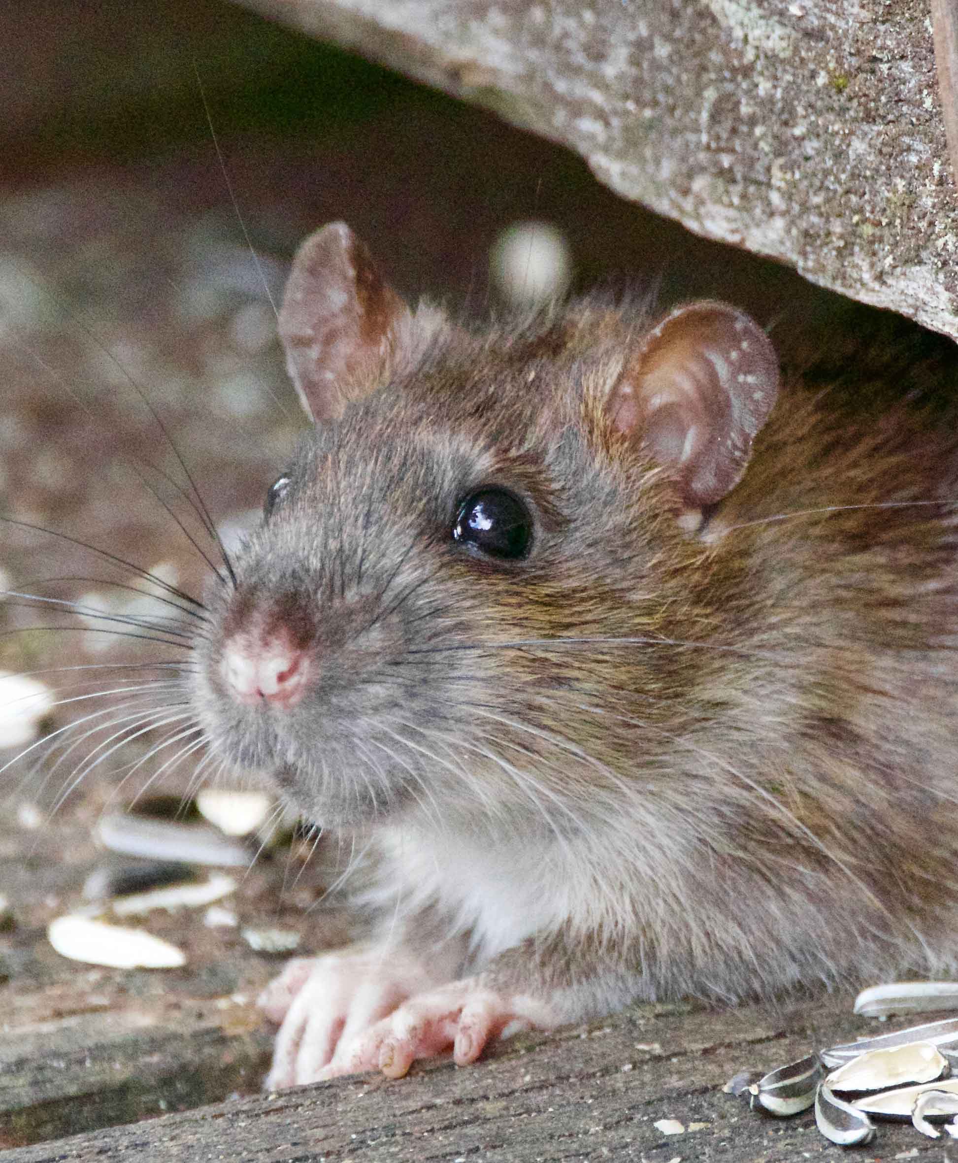 mouse peaking out from under a rock