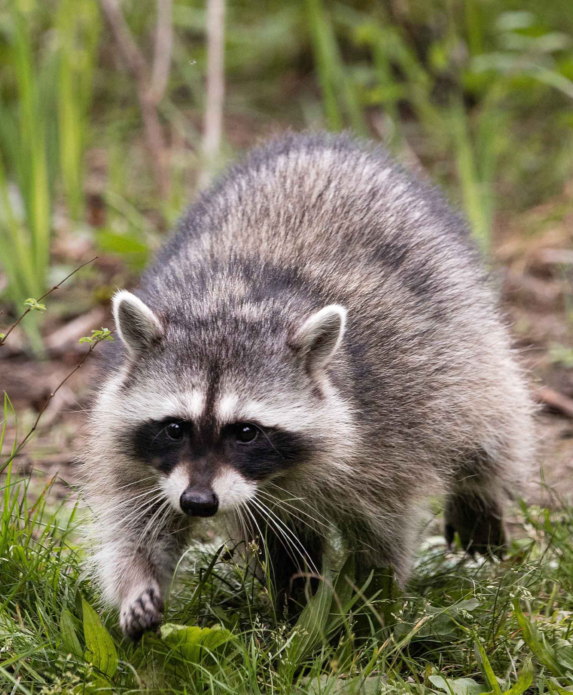 raccoon walking in nature