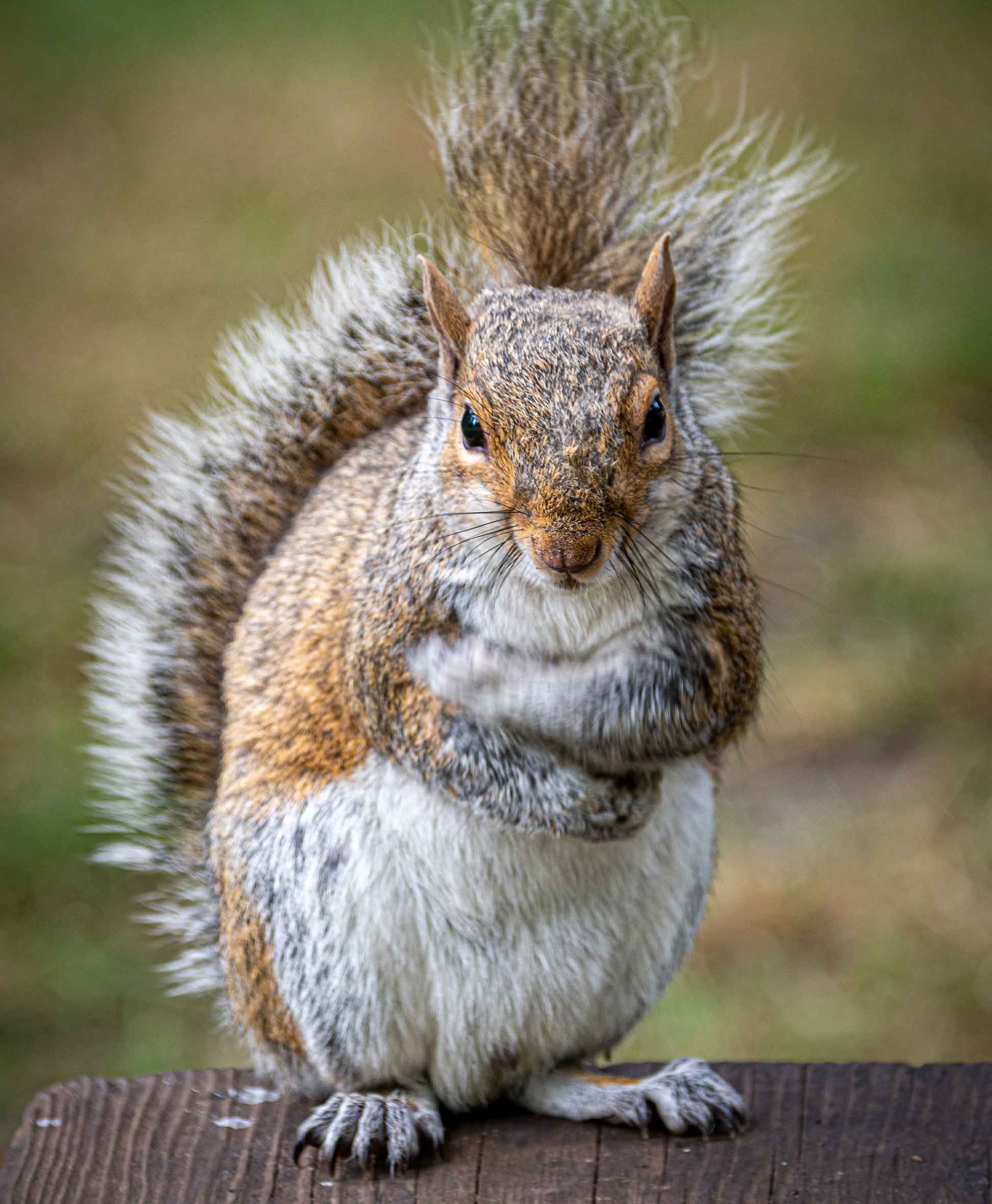 photo of squirrel with his arms crossed
