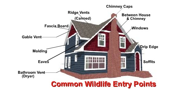 common wildlife entry points of a house graphic