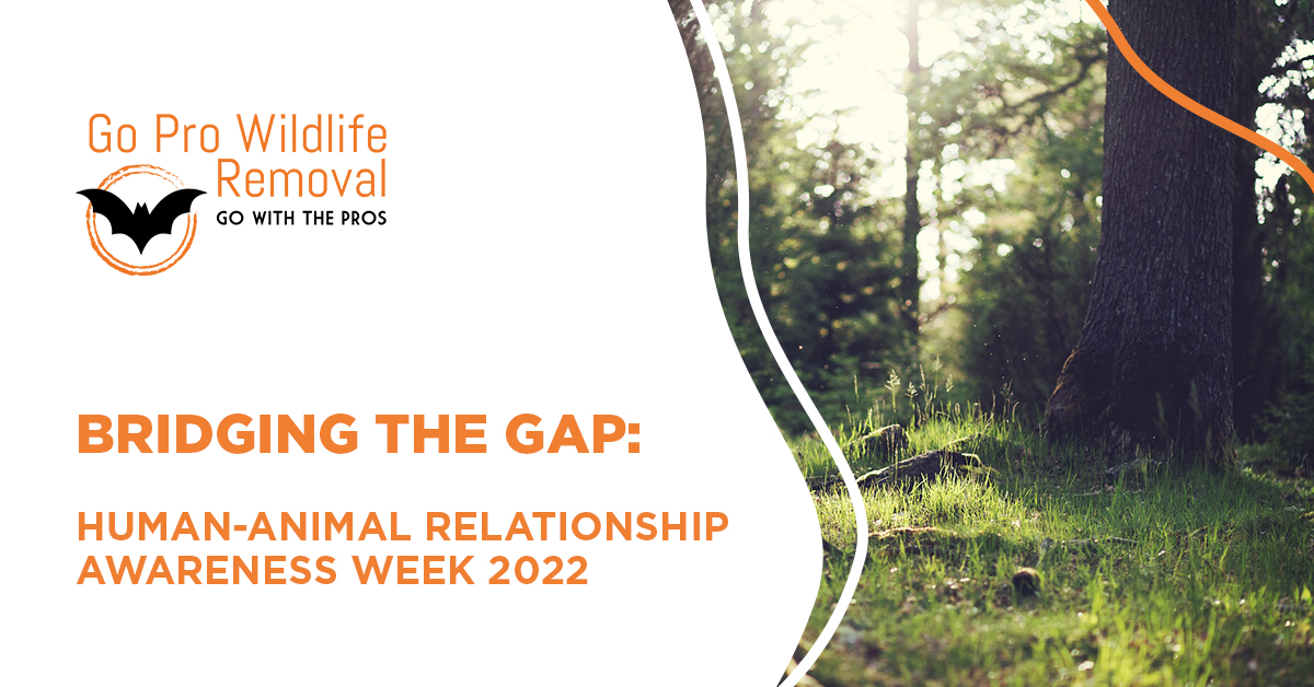 Bridging the Gap: Human-animal relationship awareness week 2022