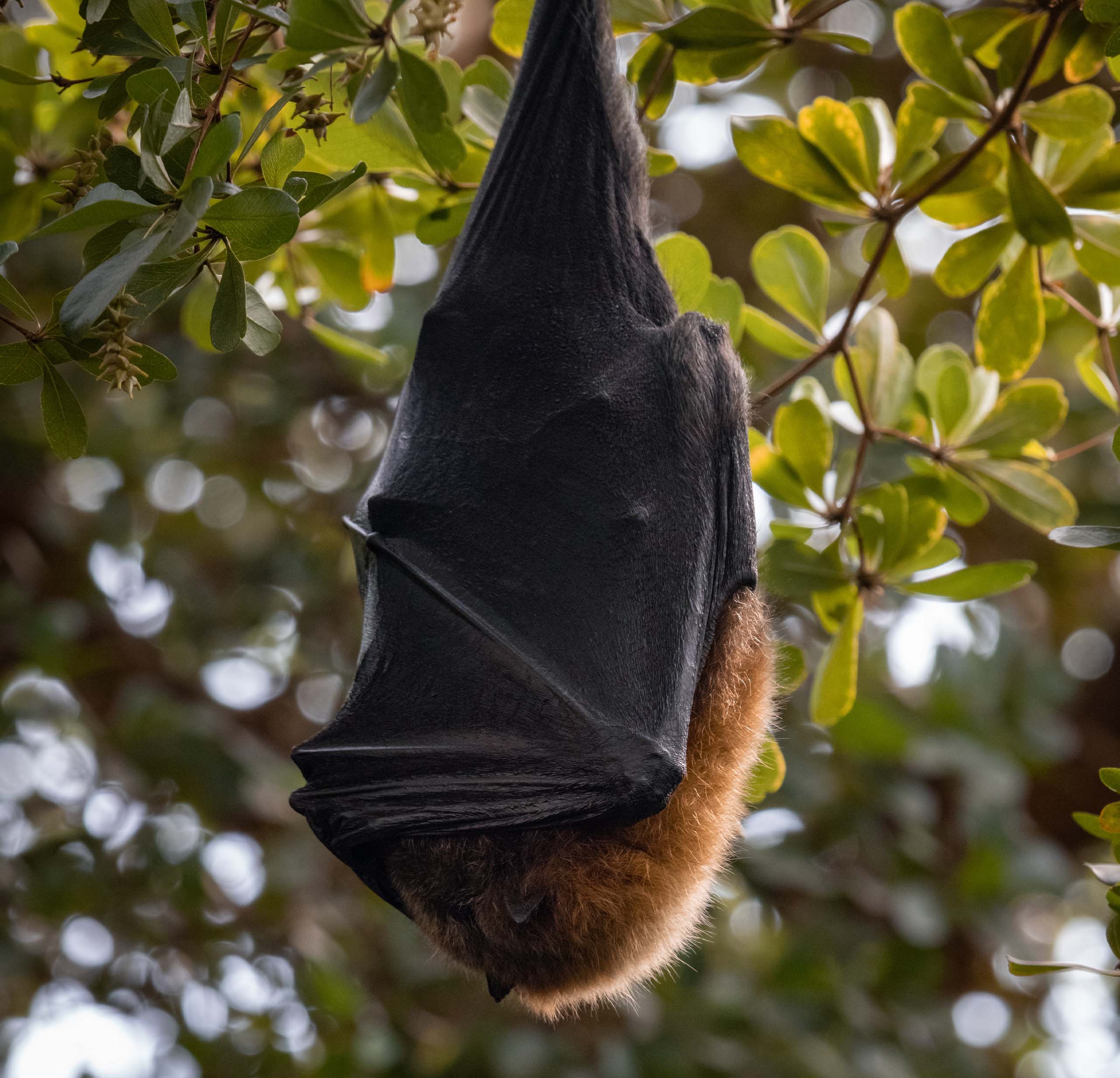 Bat sleeping as it hangs upside down in a tree