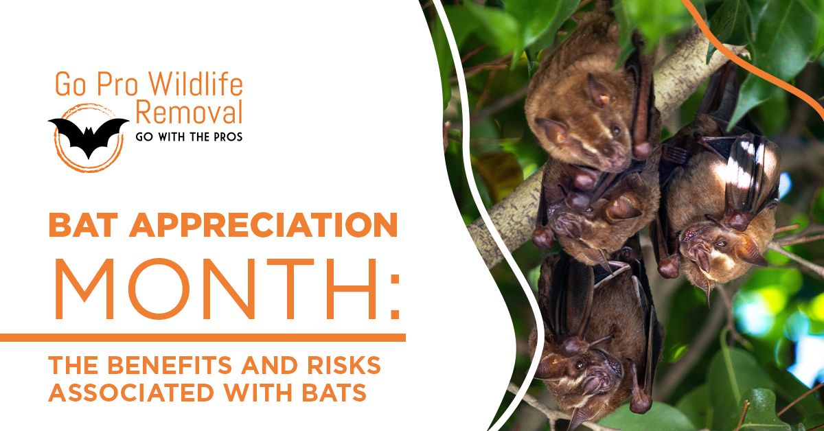 Bat appreciation month: benefits and risks associated with bats blog website banner graphic