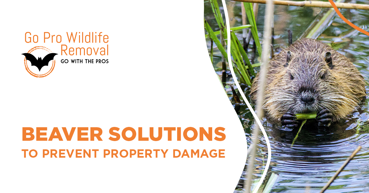 Beaver Solutions to prevent property damage banner