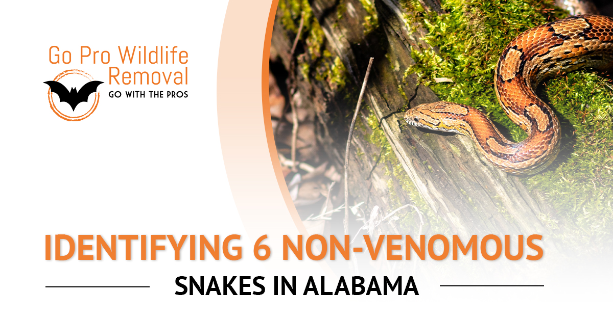 Identifying 6 non-venomous snakes in Alabama