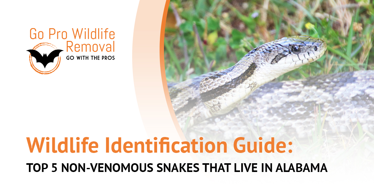 Wildlife Identification Guide: Top 5 Non-Venomous Snakes in Alabama banner graphic