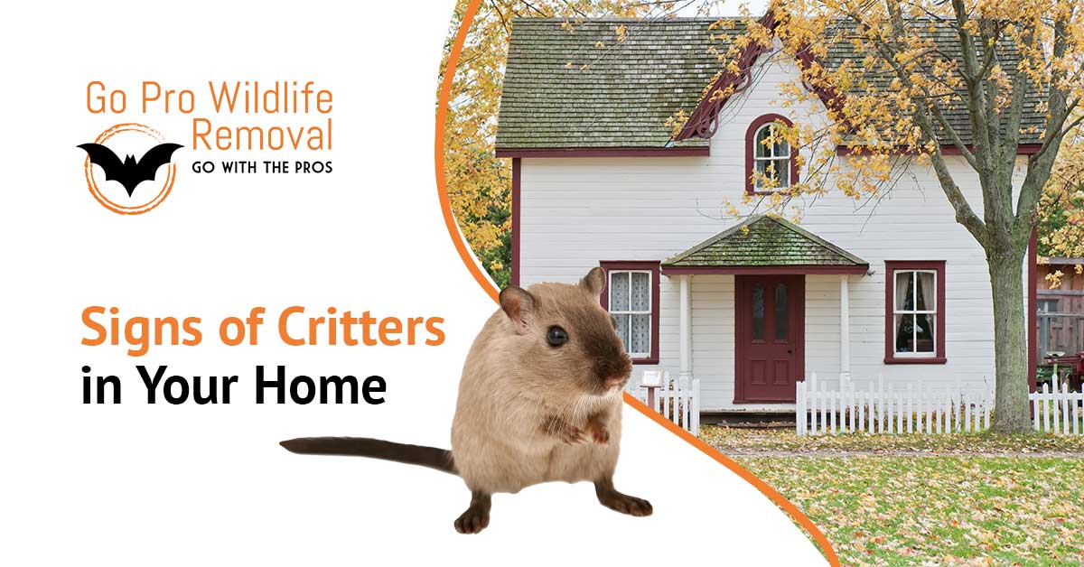 Signs of Critters in your home blog graphic