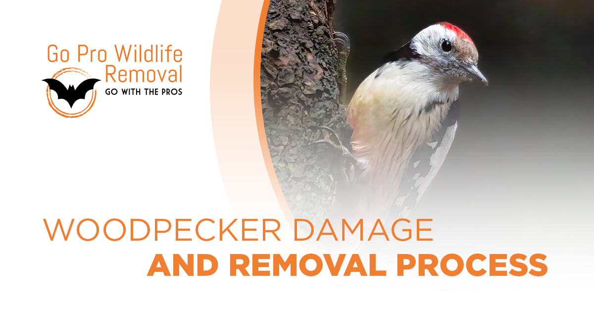 Woodpecker Damage and Removal Process