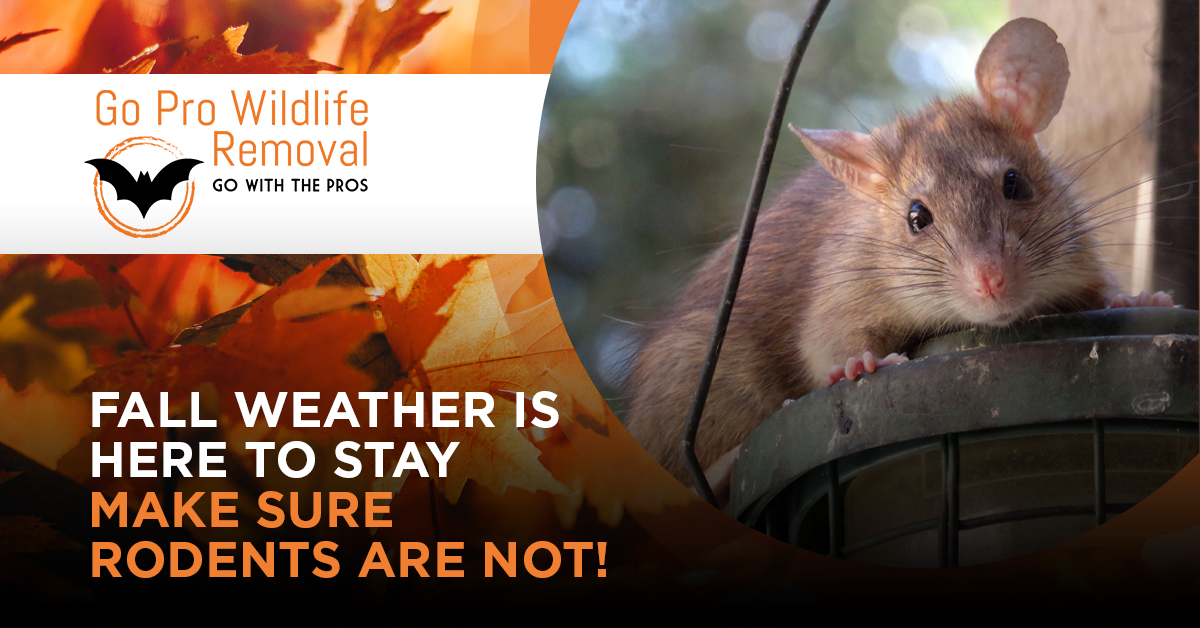 Fall weather is here to stay-make sure rodents are not blog graphic