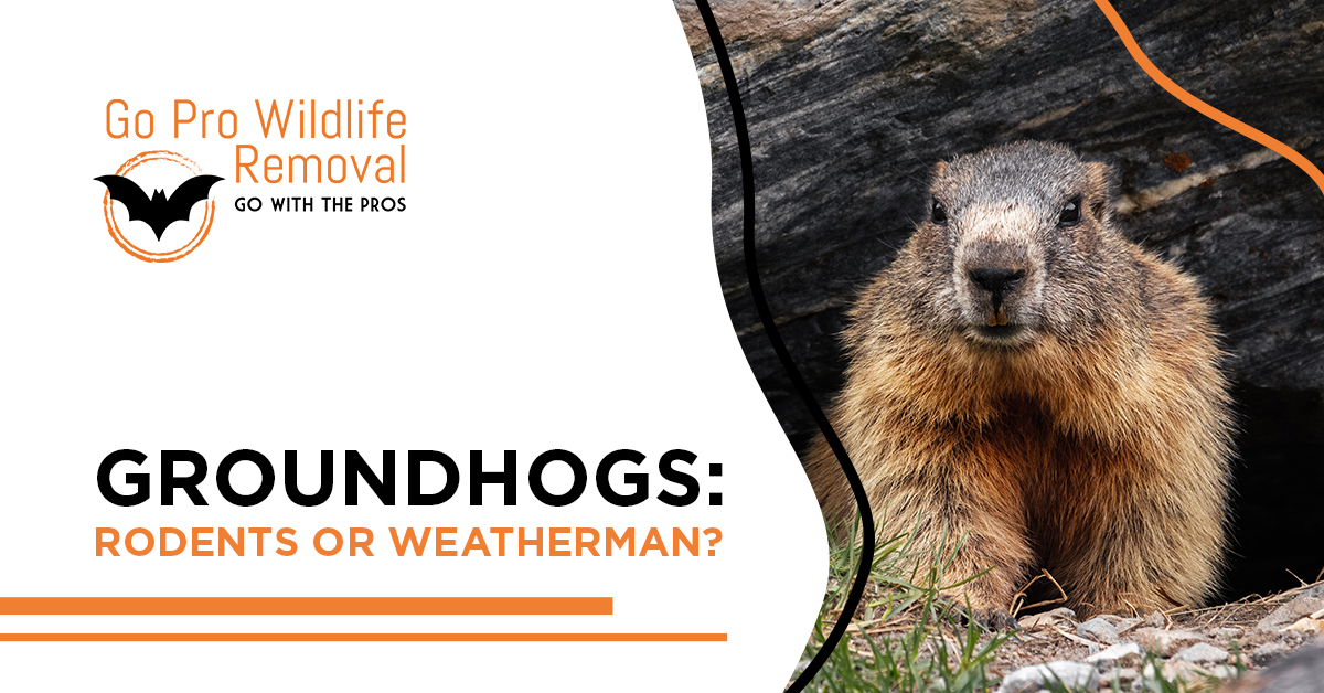 Groundhogs: Rodents or Weatherman blog header graphic