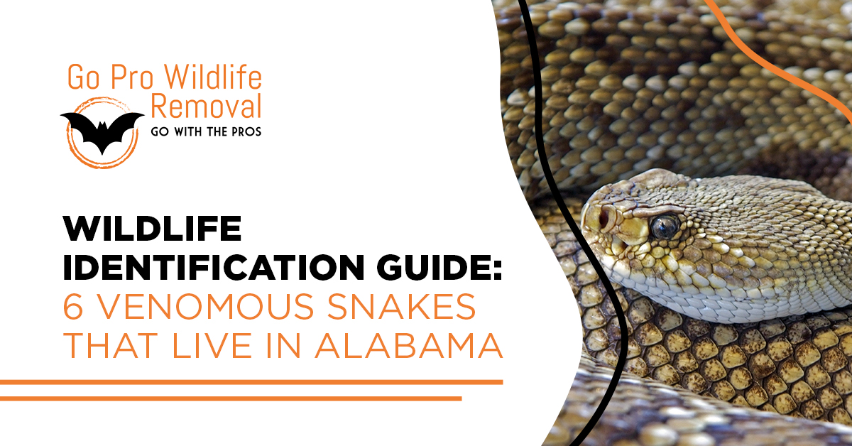 Wildlife Identification Guide: Top 6 Venomous Snakes in Alabama banner graphic