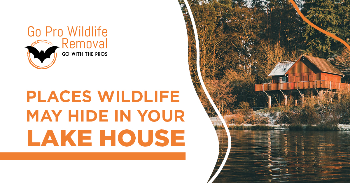 Places Wildlife may hide in your lake house blog banner graphic