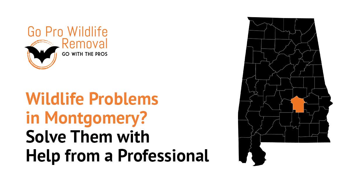 Wildlife Problems in Montgomery blog graphic