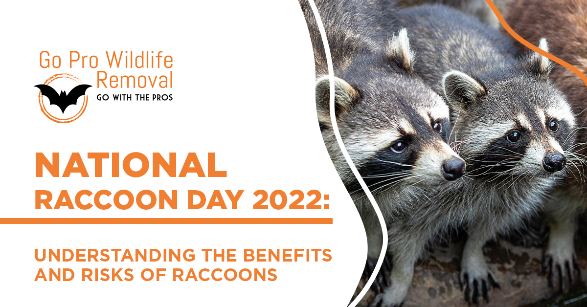 National Raccoon Day 2022 blog banner graphic