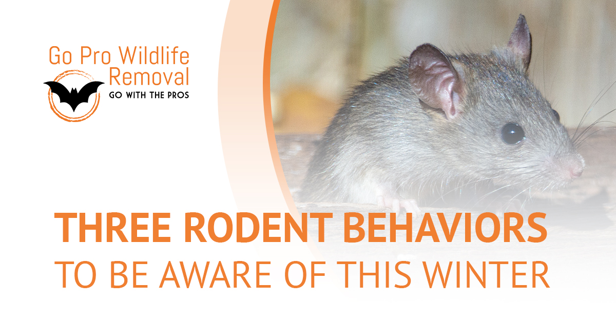 3 rodent behaviors to be aware of this winter blog header graphic