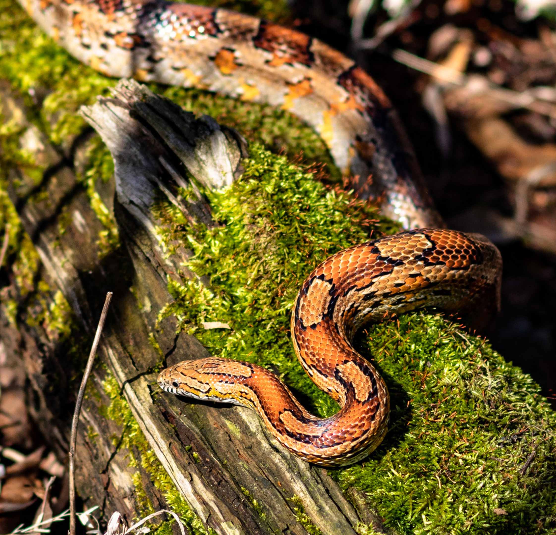 snake sunbathing on a fallen tree branch