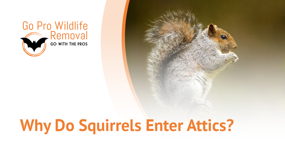 Why do squirrels enter attics blog banner graphic