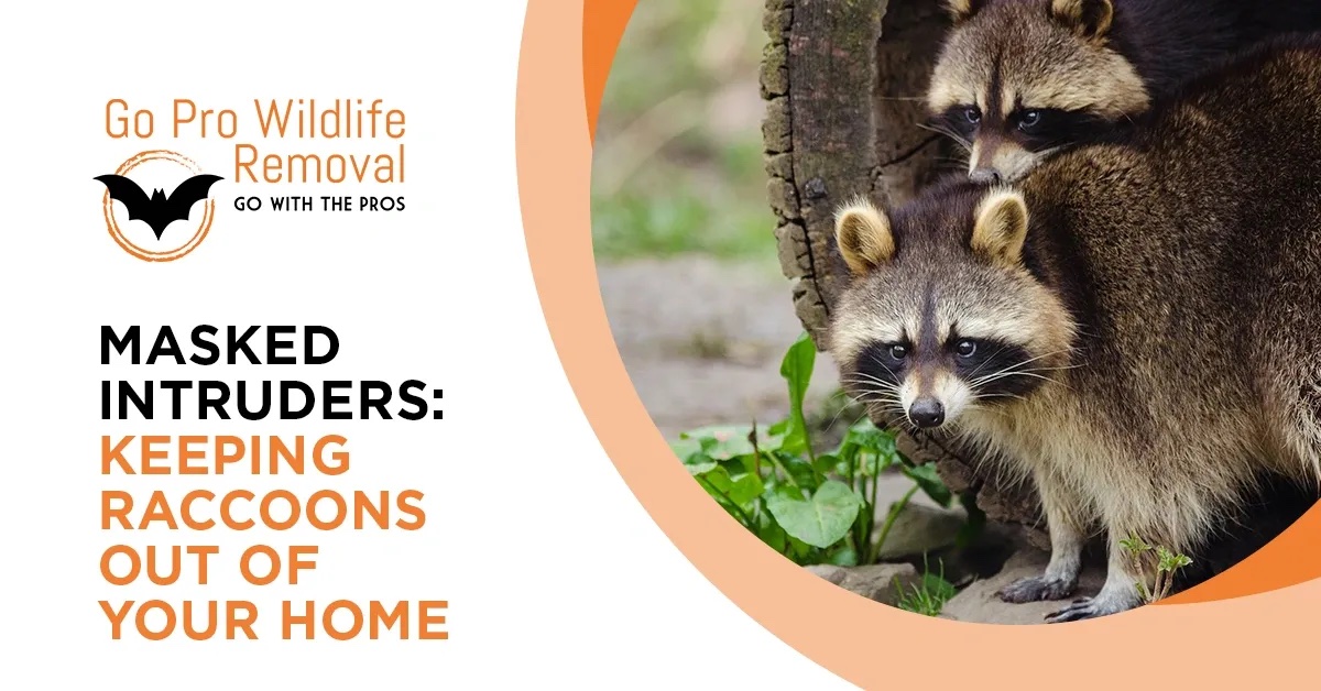 Masker Intruders: keeping raccoons out of your home blog graphic