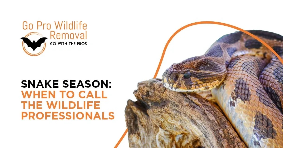 Snake season: when to call the wildlife professionals blog graphic