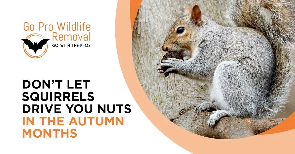 don't let squirrels drive you nuts in the autumn months blog graphic