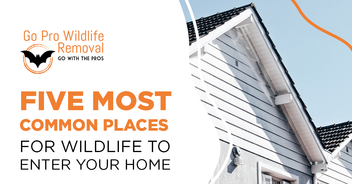 5 most common places for wildlife to enter your home blog banner graphic