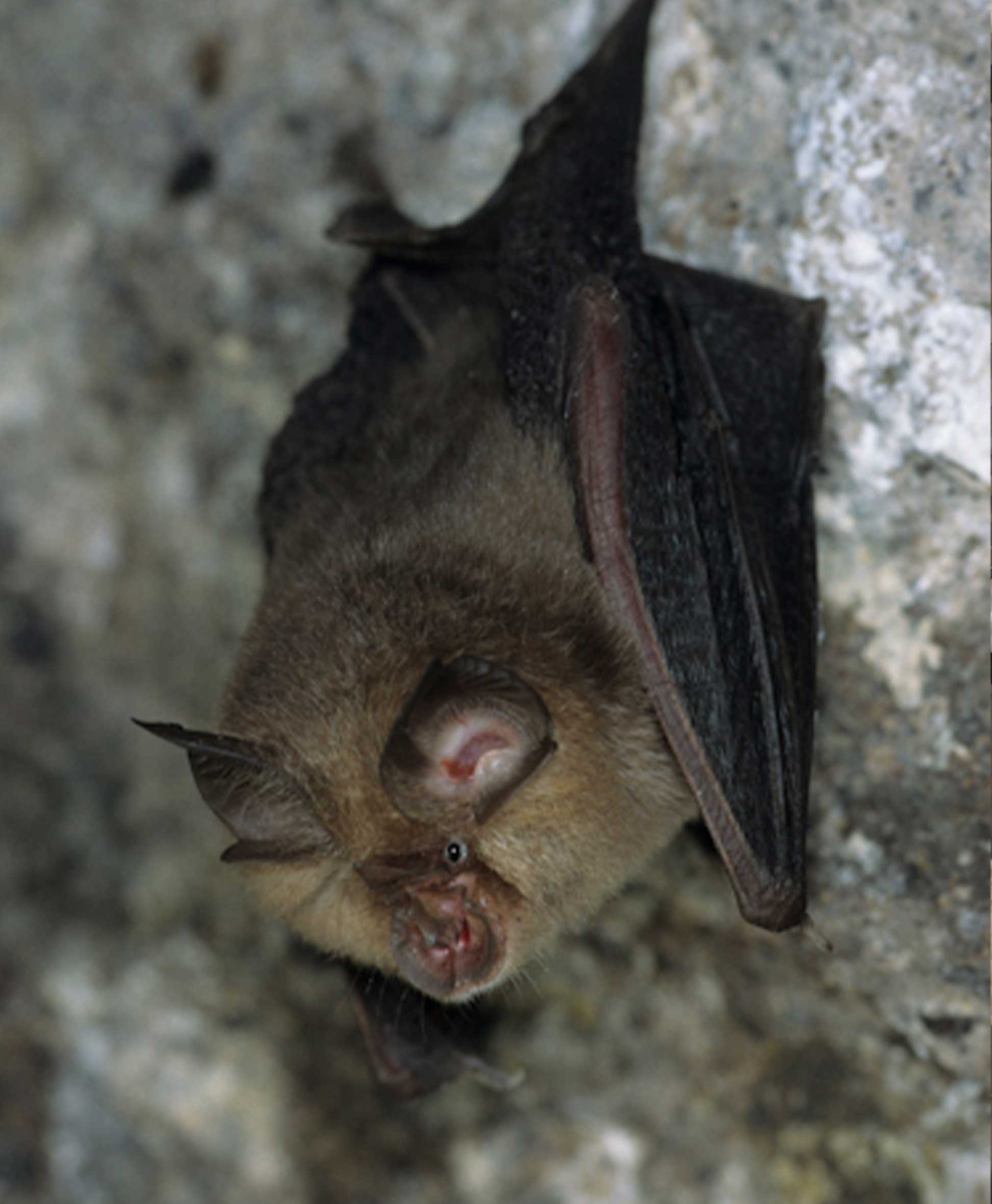 Bat hanging upside