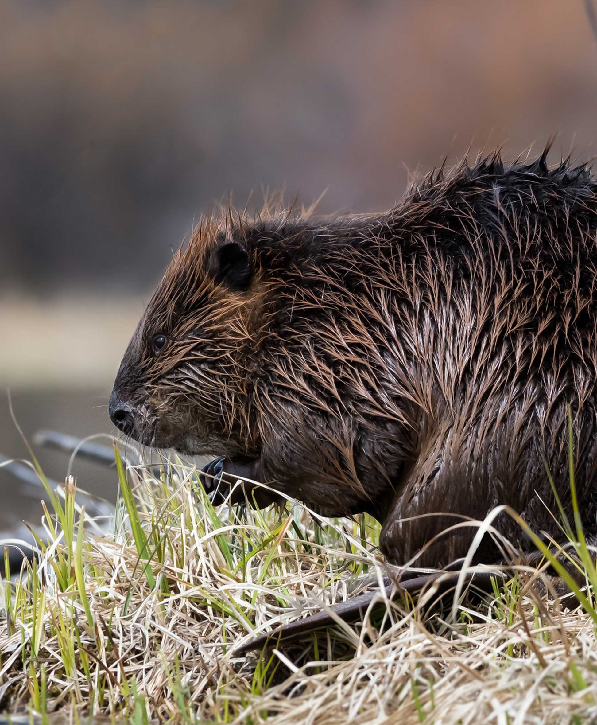 Beaver about to enter a body of water